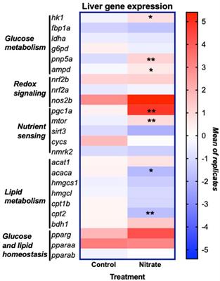 Nitrate exposure reprograms hepatic amino acid and nutrient sensing pathways prior to exercise: A metabolomic and transcriptomic investigation in zebrafish (Danio rerio)